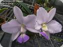 Cattleya walkeriana var. blue